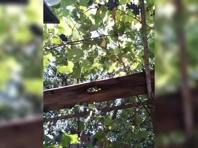 Offline Delia100a on BongaCams