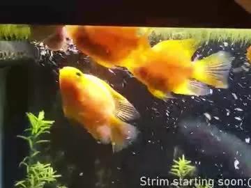 Freechat booker_baxton on Chaturbate