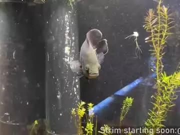 Freechat booker_baxton on Chaturbate