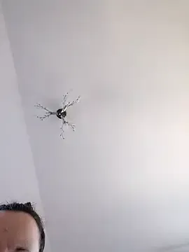luckybee