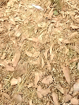 StripChat pimange34 is Freechat pimange34 — Susu in his dick