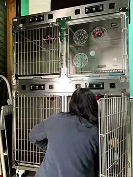 Reinacatchile on StripChat