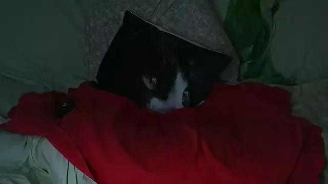 Freechat VeneRed on StripChat